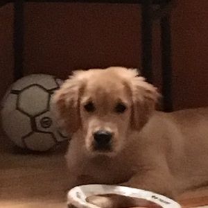 Meet your Posher, Bryan